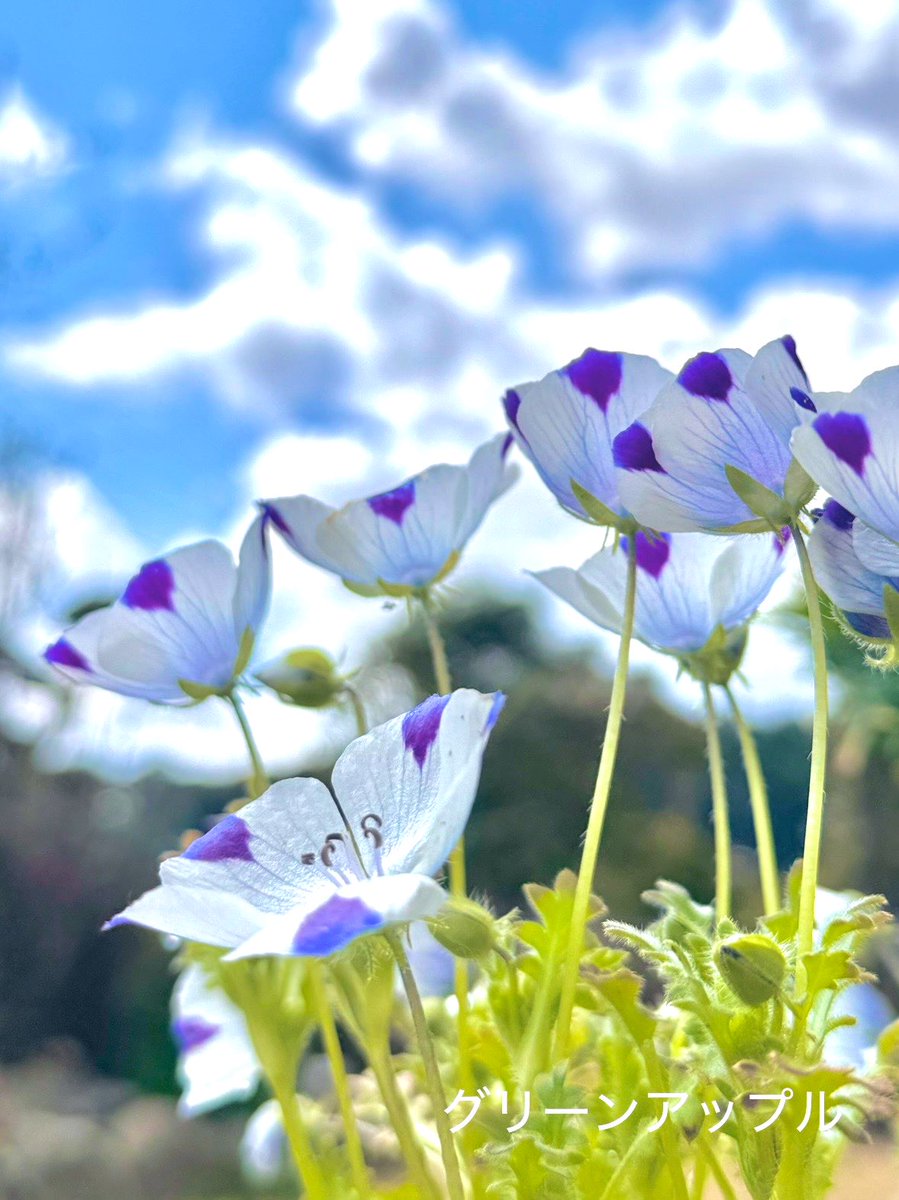 グリーンアップルଘ(੭*ˊᵕˋ)੭* ੈ♡‧₊˚ tweet media