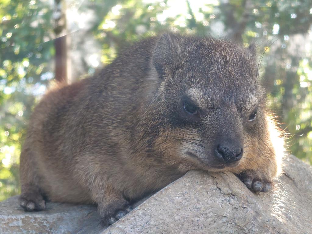 カッパさん tweet media