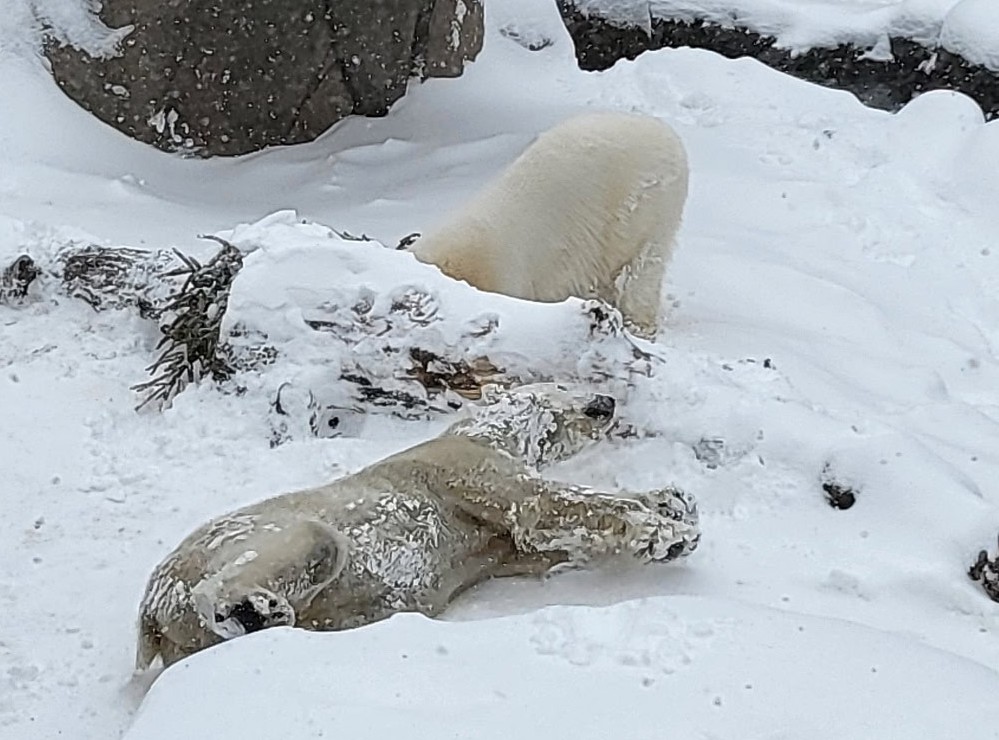 Como Zoo tweet media