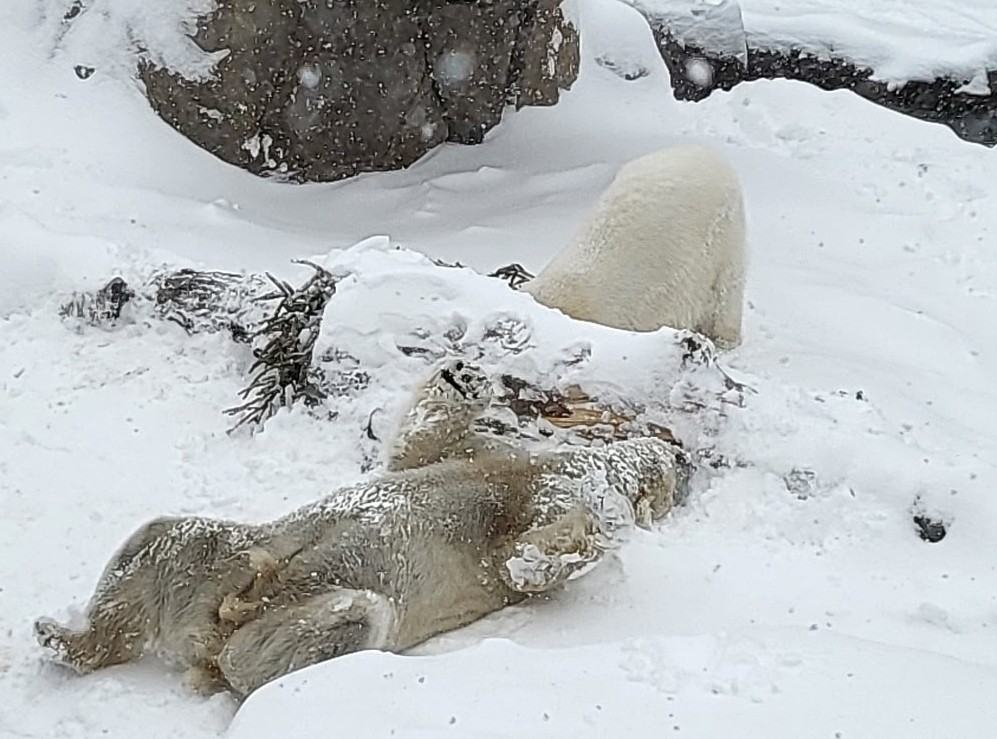 Como Zoo tweet media