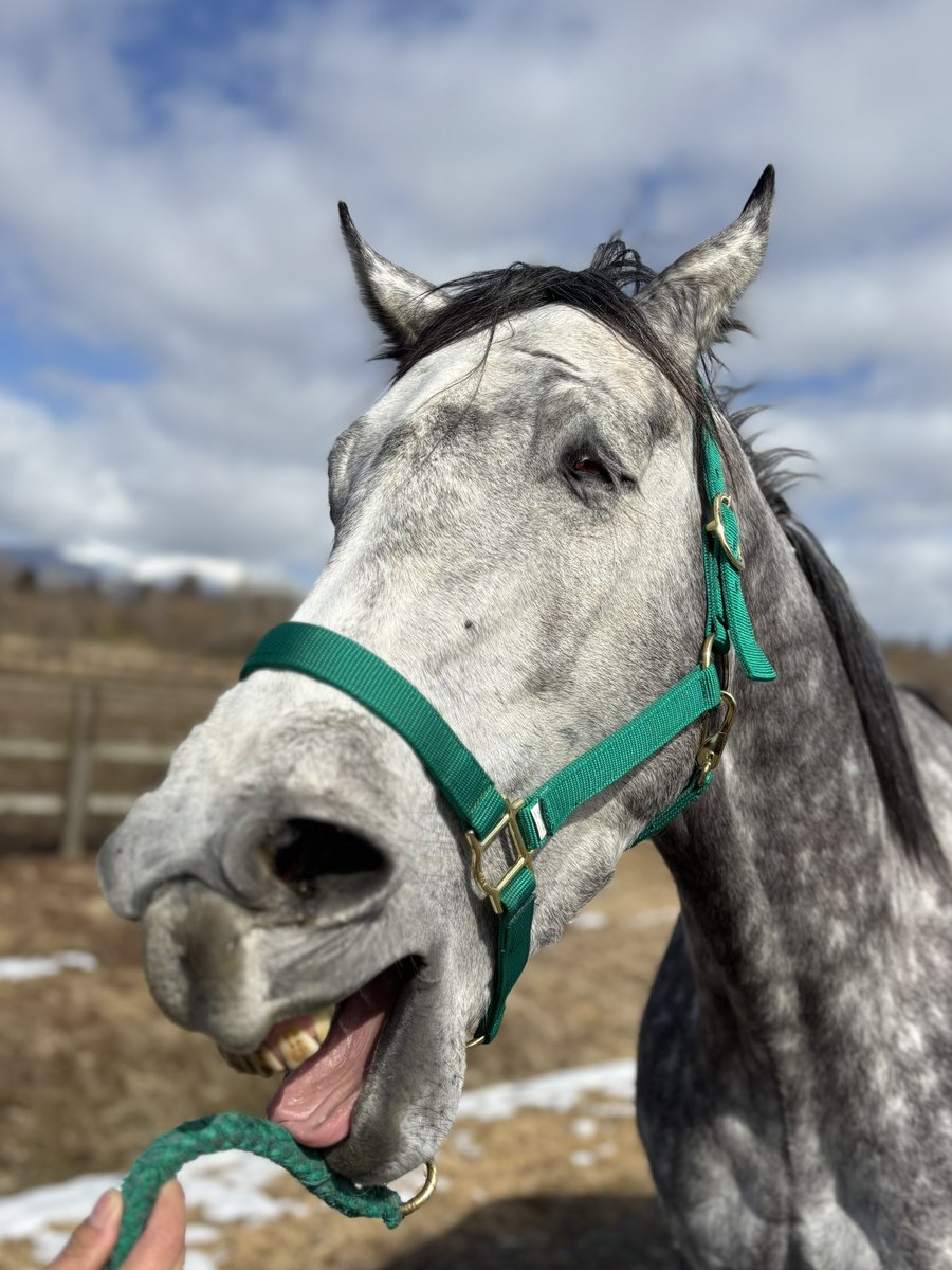 horsegarden_2nd's tweet photo. お願いです
馬があくびする時の顔が好きすぎるので、馬のあくび写真持ってる人はリプに貼って見せてください
ぶちゃ可愛い🫰 https://t.co/ydRYQLZIpv