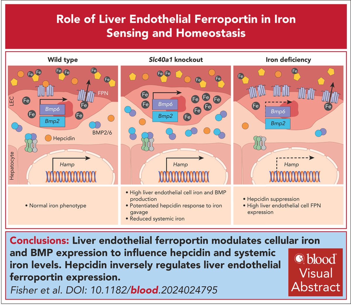 BioIronSocial tweet media