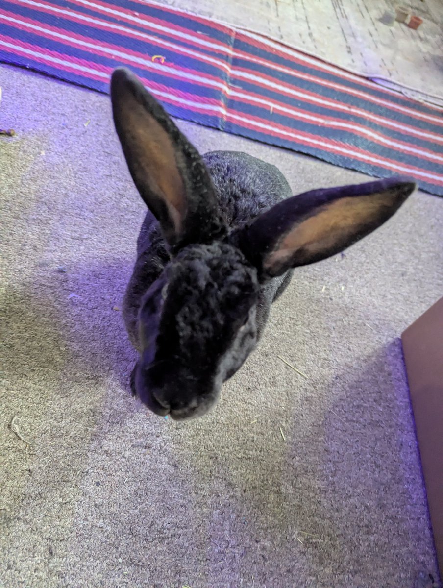 ⚙🤖⚙MechaMaria, Renegade Android ENVtuber ⚙🤖⚙ tweet media