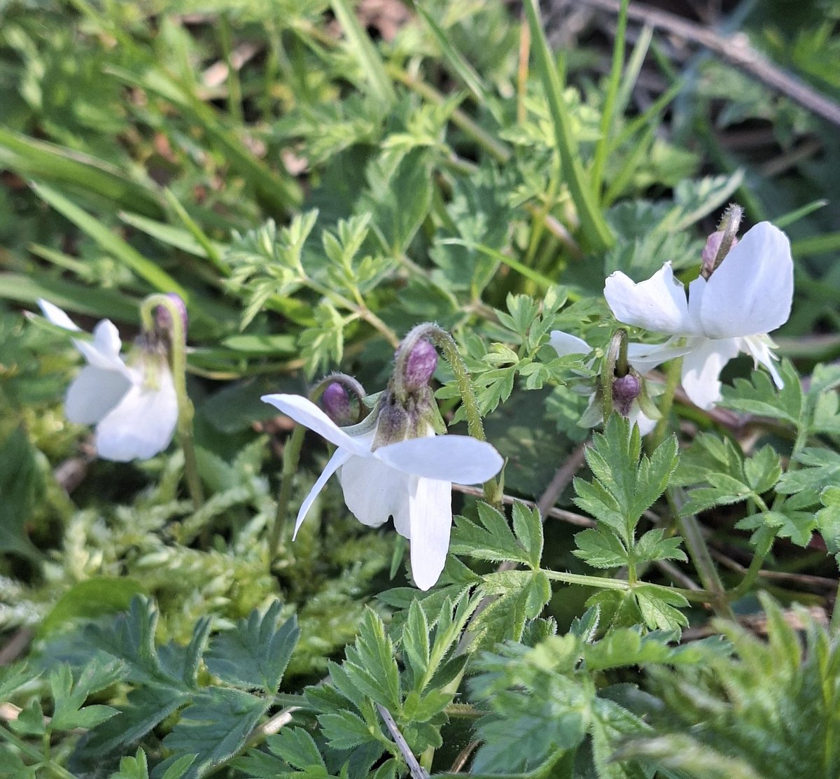 #wildflowerhour #whiteflowers #violets 
I was pleased to come across these white sweet violets in Snettisham.