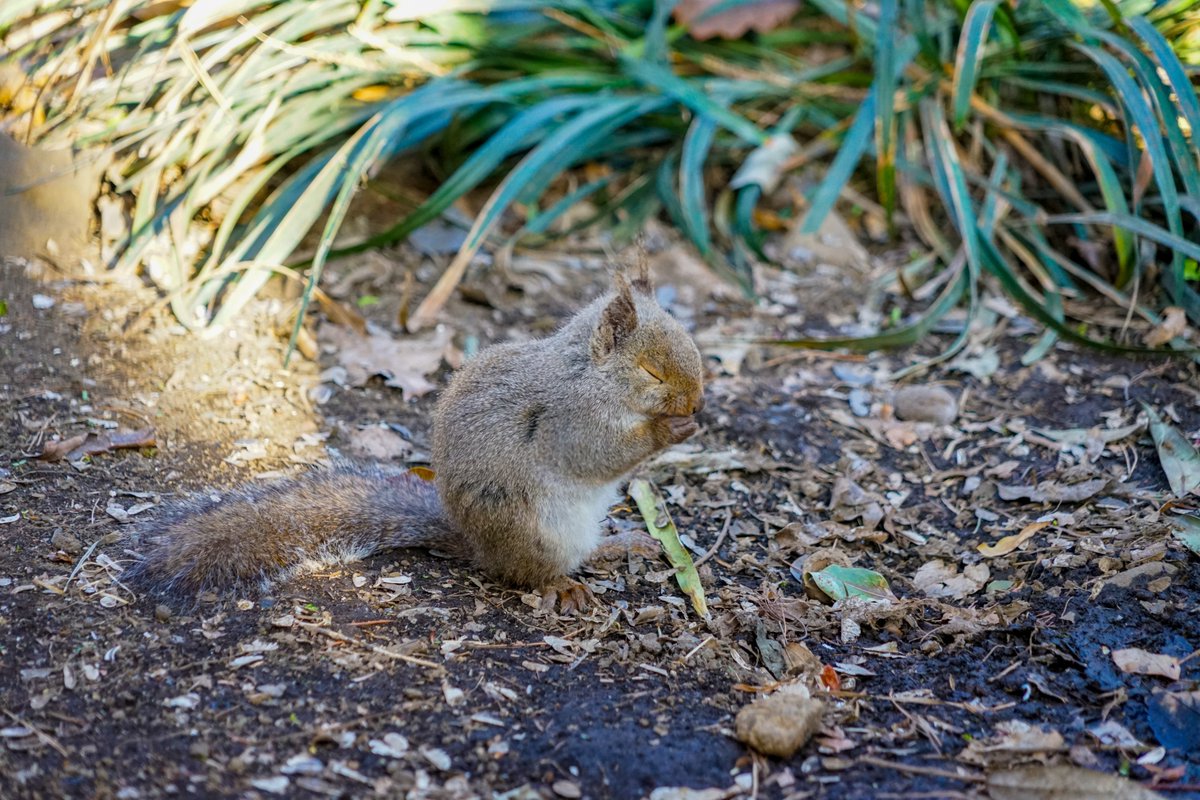フリー素材ドットコム tweet media