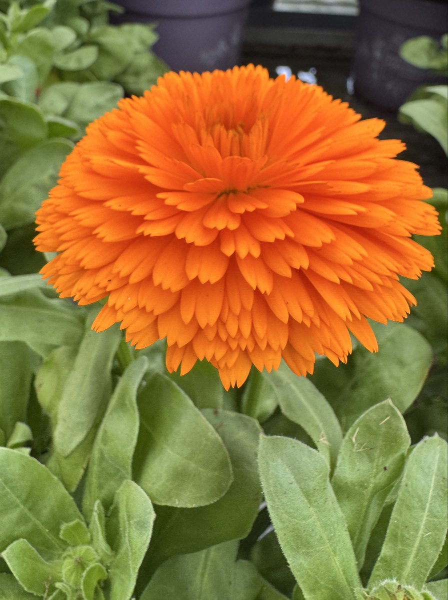 Mahmut Tör tweet media