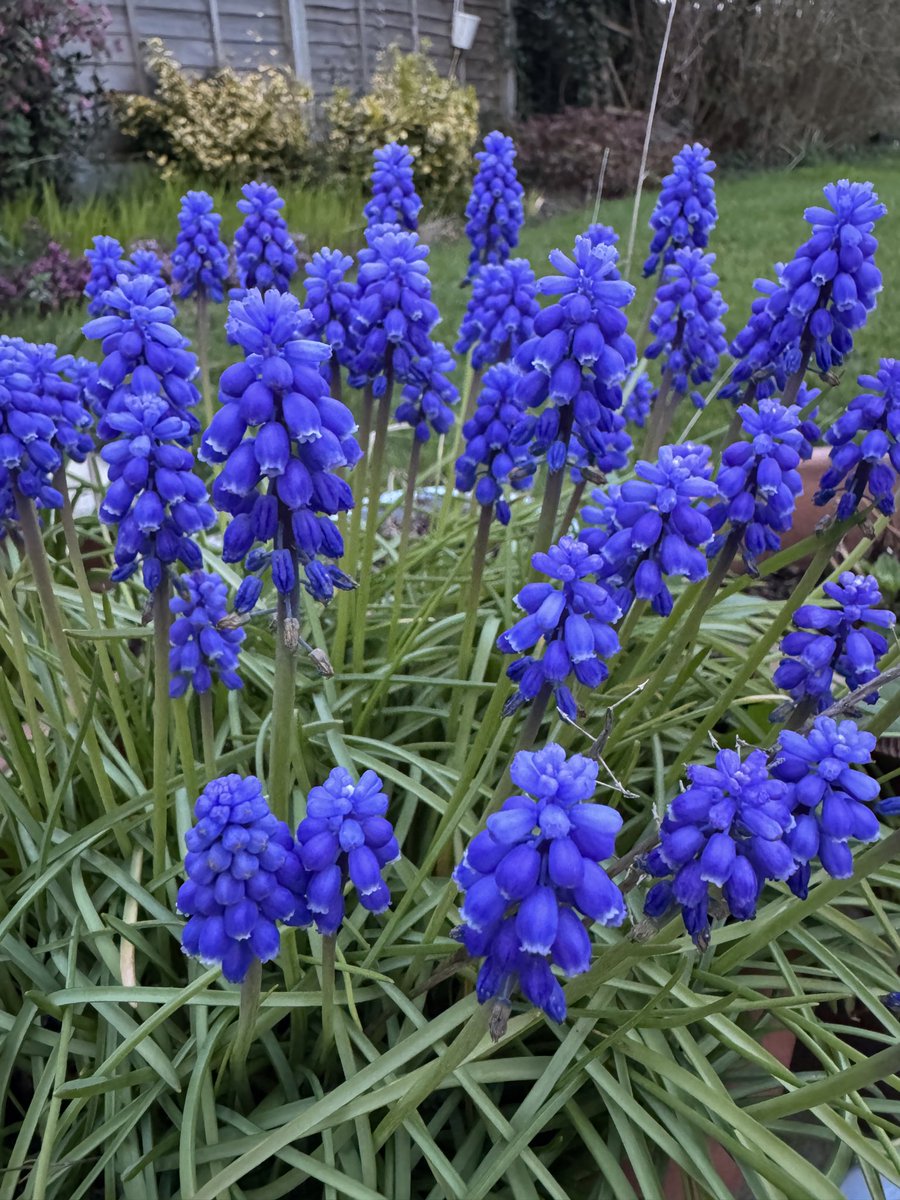 Mahmut Tör tweet media