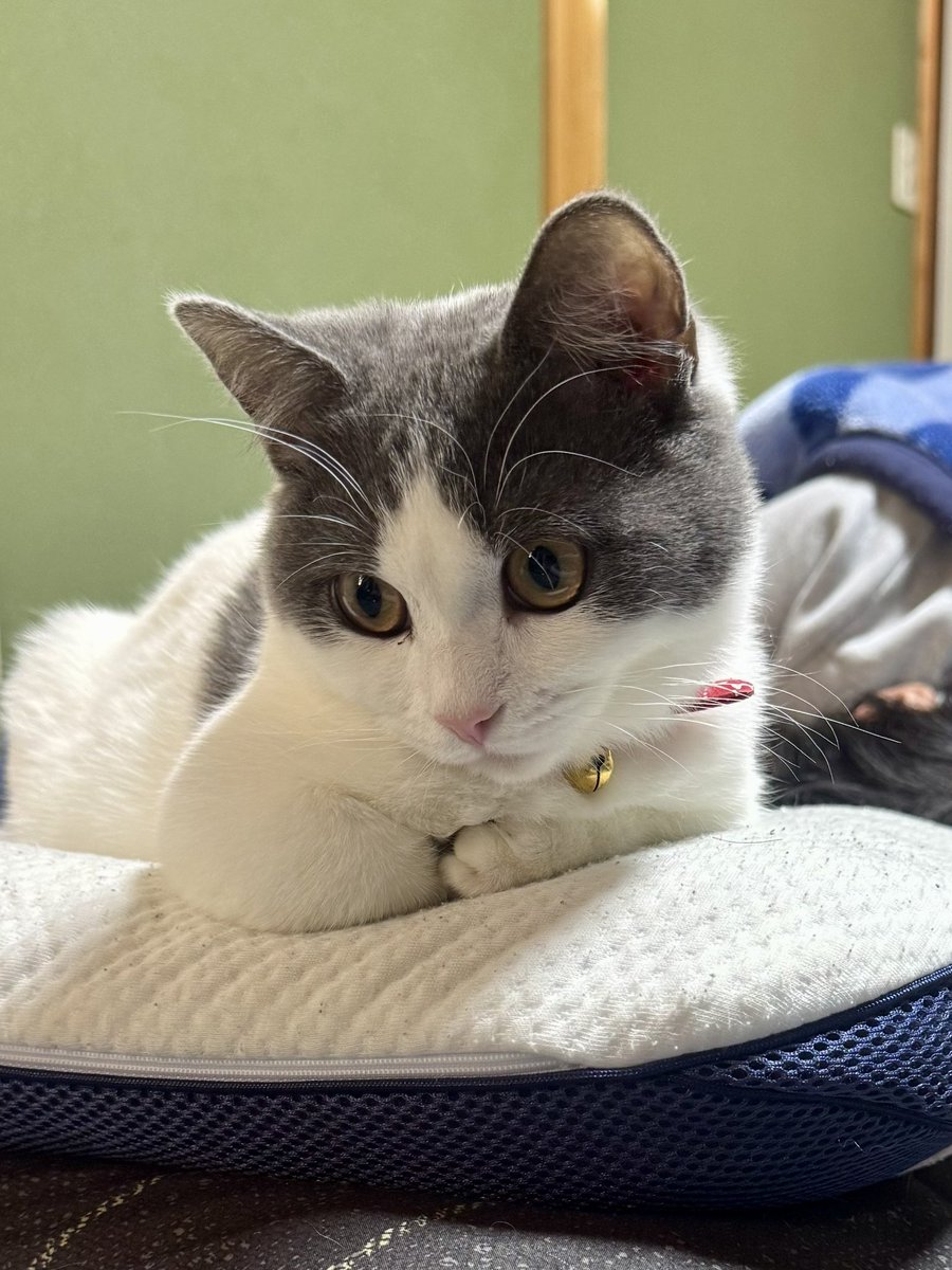 SK74303424's tweet photo. ヘッドロックはこうやってやるんやで🐾
FIP投薬プログラム終了まで後7日の猫。

This is how you do a headlock 🐾
7 days left until the end of the FIP treatment program.
＃猫のいる暮らし
#cats #FIPWarrior https://t.co/GjGfyFoHxh