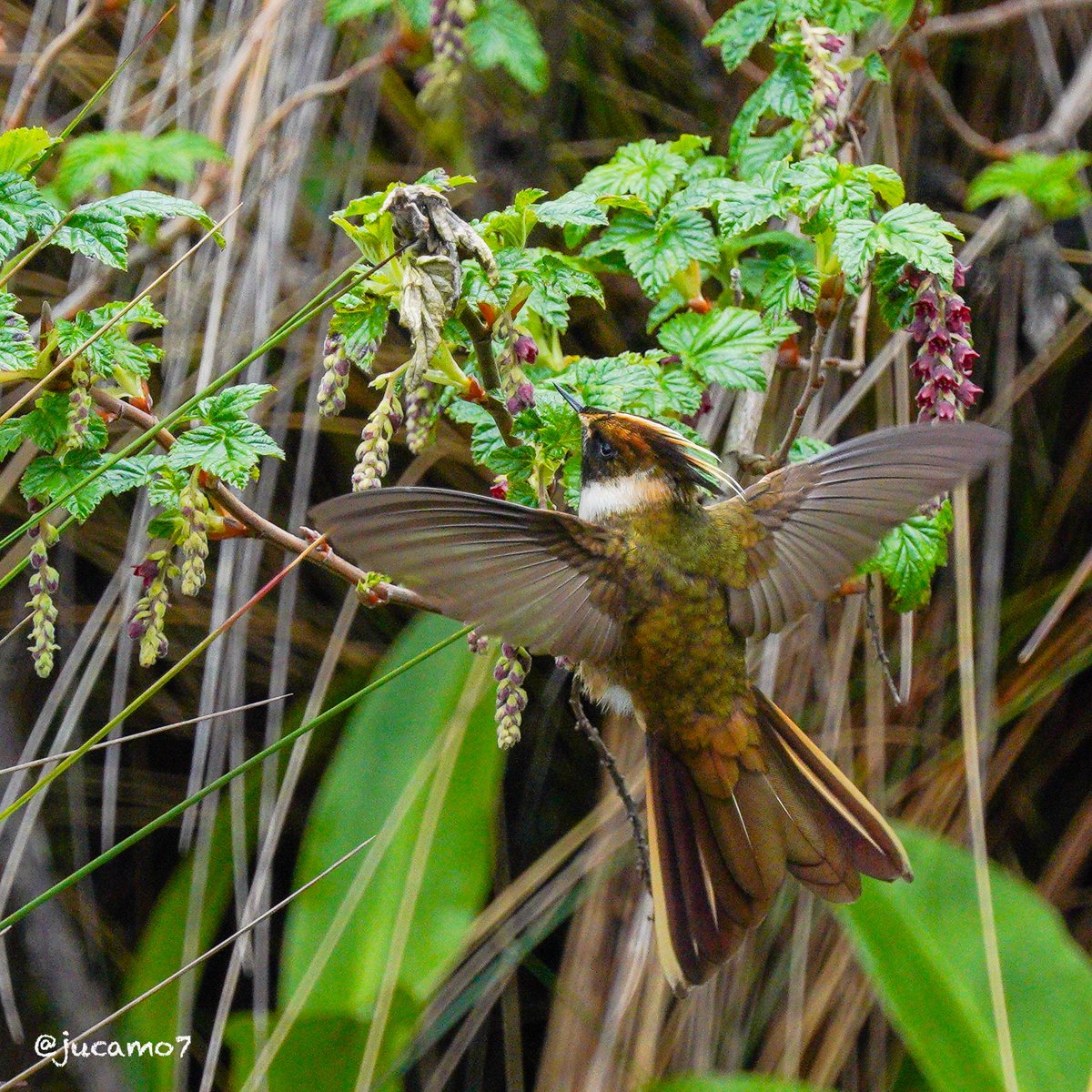 Juan C Montenegro A tweet media