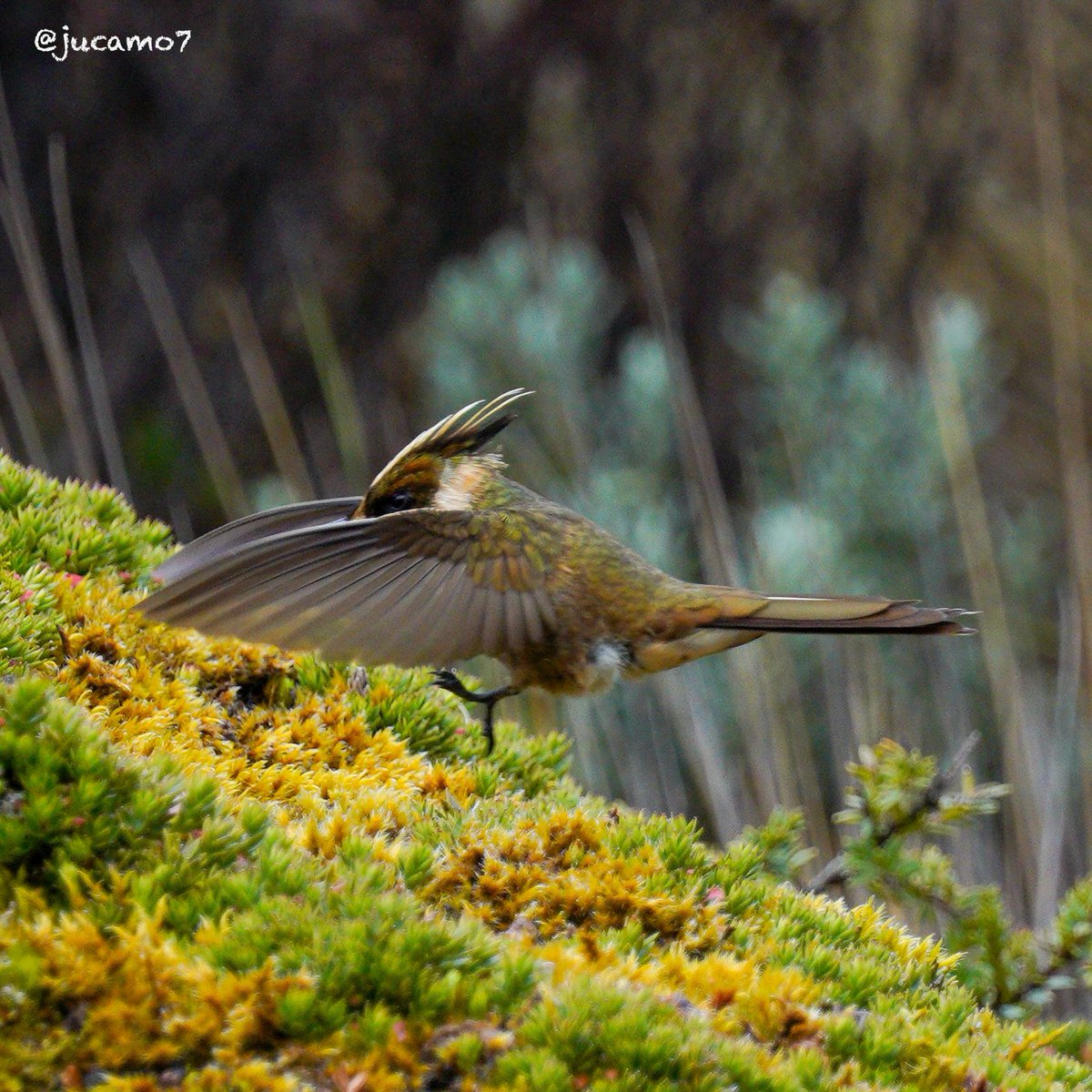 Juan C Montenegro A tweet media