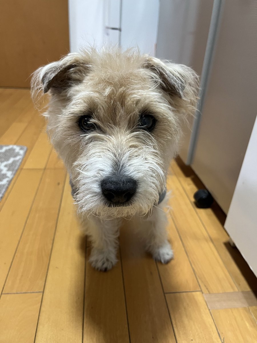 jacko_1228's tweet photo. #ジャックラッセルテリア  #犬
カットしたら若くな��た🐶❓ https://t.co/KUM3hQsMNl