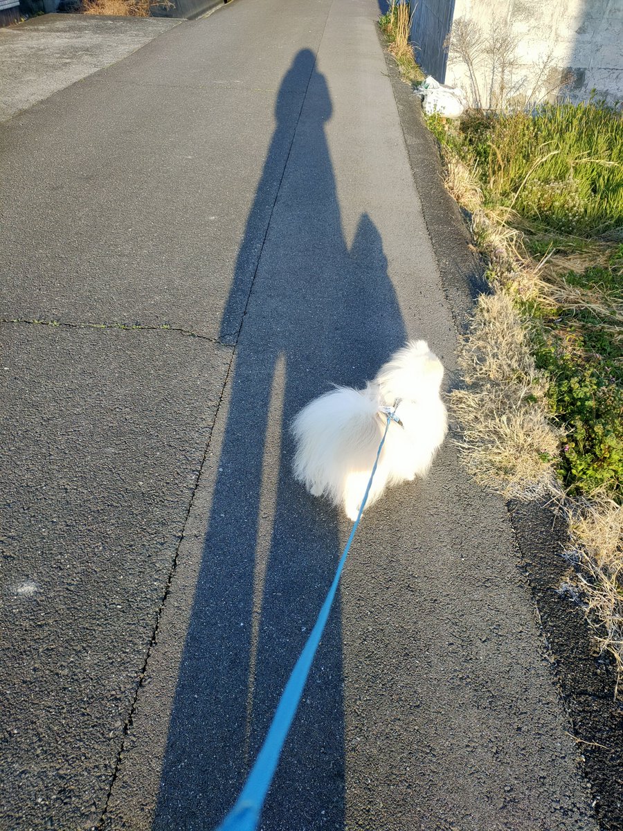 Kao5146's tweet photo. 去年の3/16
4番目🐶めめがやってきて3日目
お互い気になる存在になりつつあったね🥹

今、蔵はお空でも早くに馴染んでたくさん吠えてぴょんぴょん駆け回っているだろうね✨
ココメルモと一緒にいてやってね🌈
こちらは元気にしていますからね

蔵之介の8回目の月命日💐

#秘密結社老犬倶楽部天国支部 https://t.co/3nt7dvJTGd