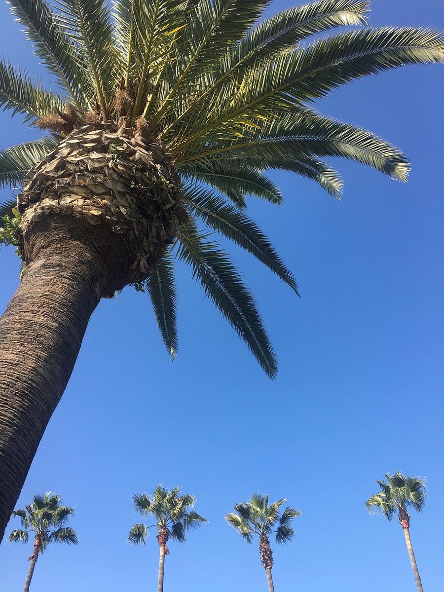 andy_lewis88's tweet photo. 🎻 @BBCRadio3’s American Roadtrip: LA ☀️🌴🚘 @MannGeorgia 

“Who could forget Gloria Swanson's camp dame, in her semi-schizophrenic effort to stay youthful and relevant? True of so many of our internal monologues - certainly is of mine.”

https://t.co/ArthTx1M9A https://t.co/TclSQOdfxE