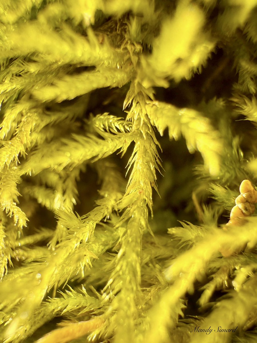 Mandy Simard tweet media