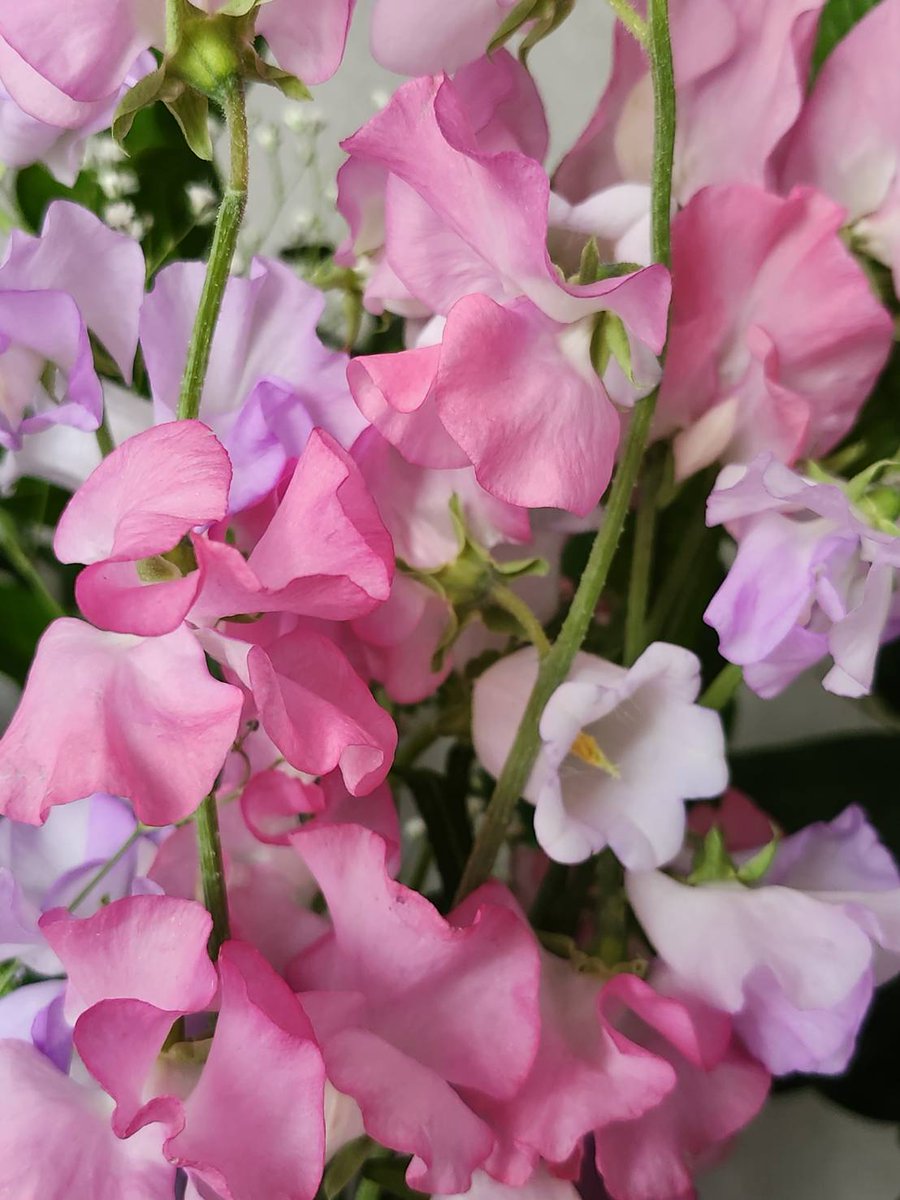 はなはな tweet media