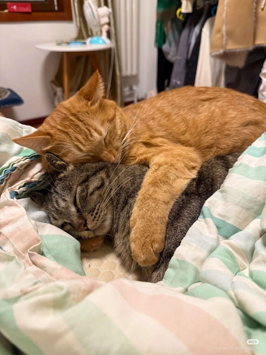 Miaw (@miaw) on Twitter photo 