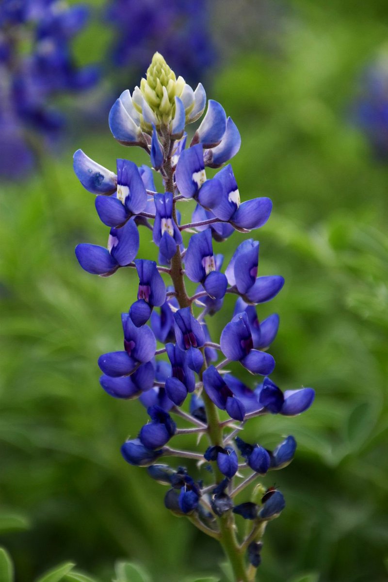 Judith Sheen tweet media