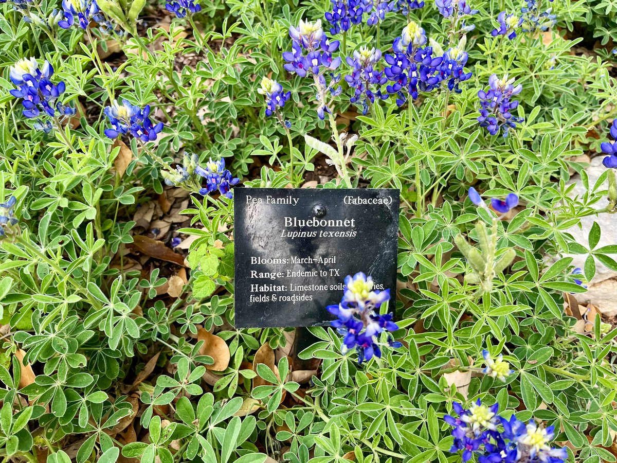 Judith Sheen tweet media