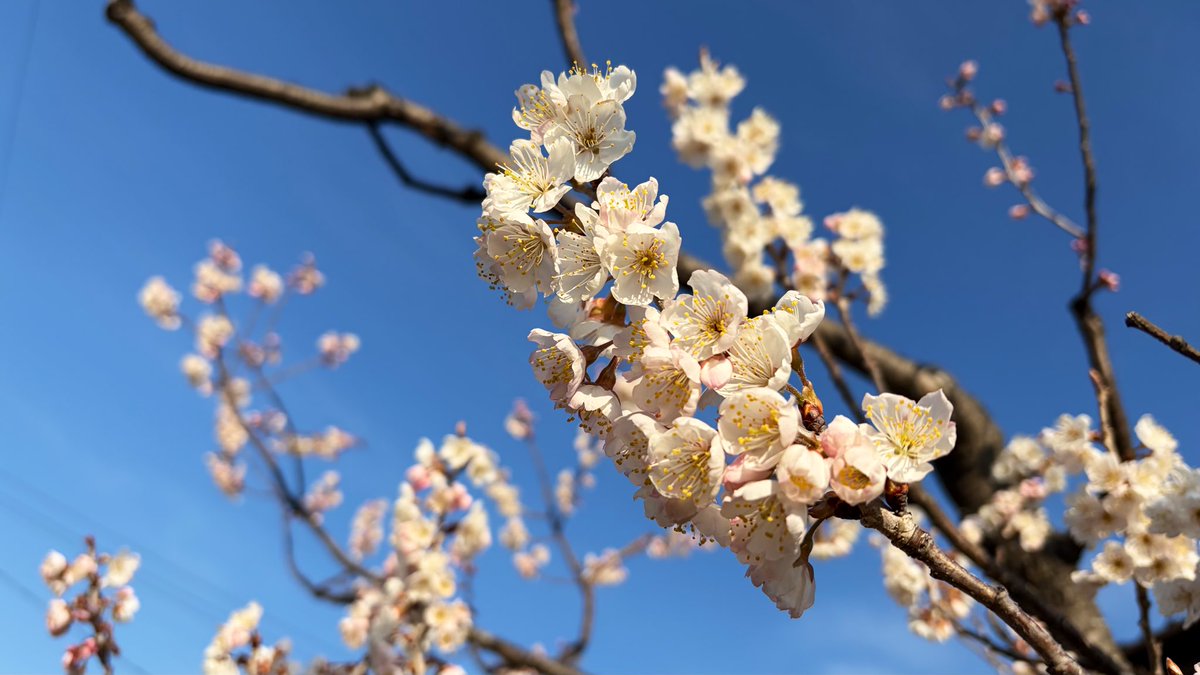 ヒカリーヌ tweet media