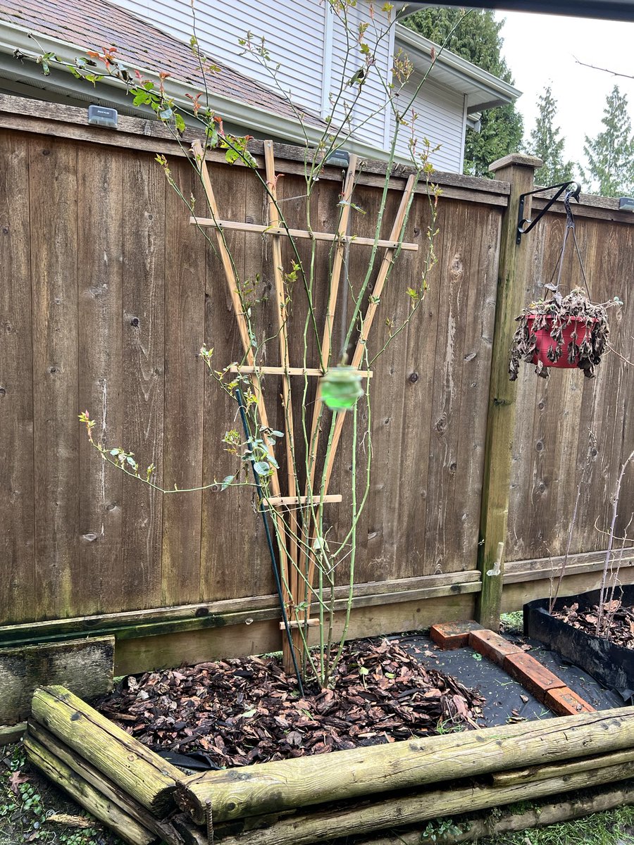 🇨🇦 ChefSwagger from Hell’s Kitchen 🇨🇦 tweet media