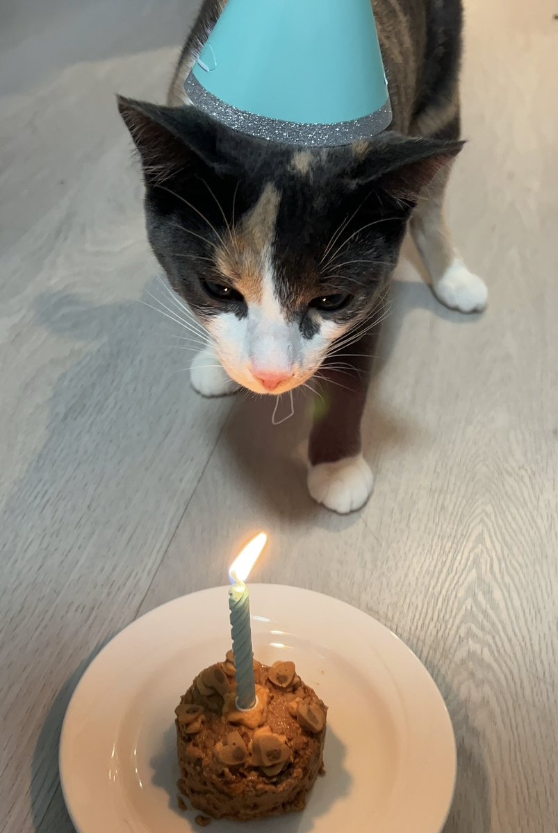 angel 🦈 tweet media