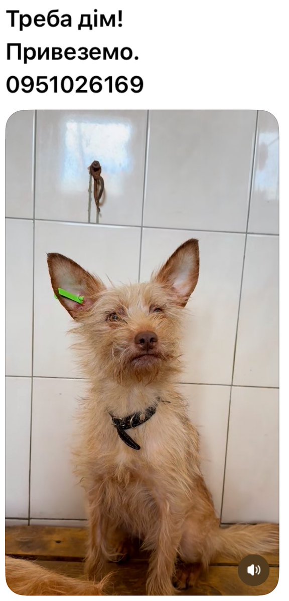 Ця собачка з дитинства не мала доброго життя. Спочатку була квартира переповнена тваринами,голод,стусани та страх.Зараз вона у відлові..
Її життя зупинилось.
Злякана сидить у куточку.
Тремтить..
Дуже ніжна та добра.
Стерилізована.
Вік приблизно 2 р.
Поширте будь ласка хто куди