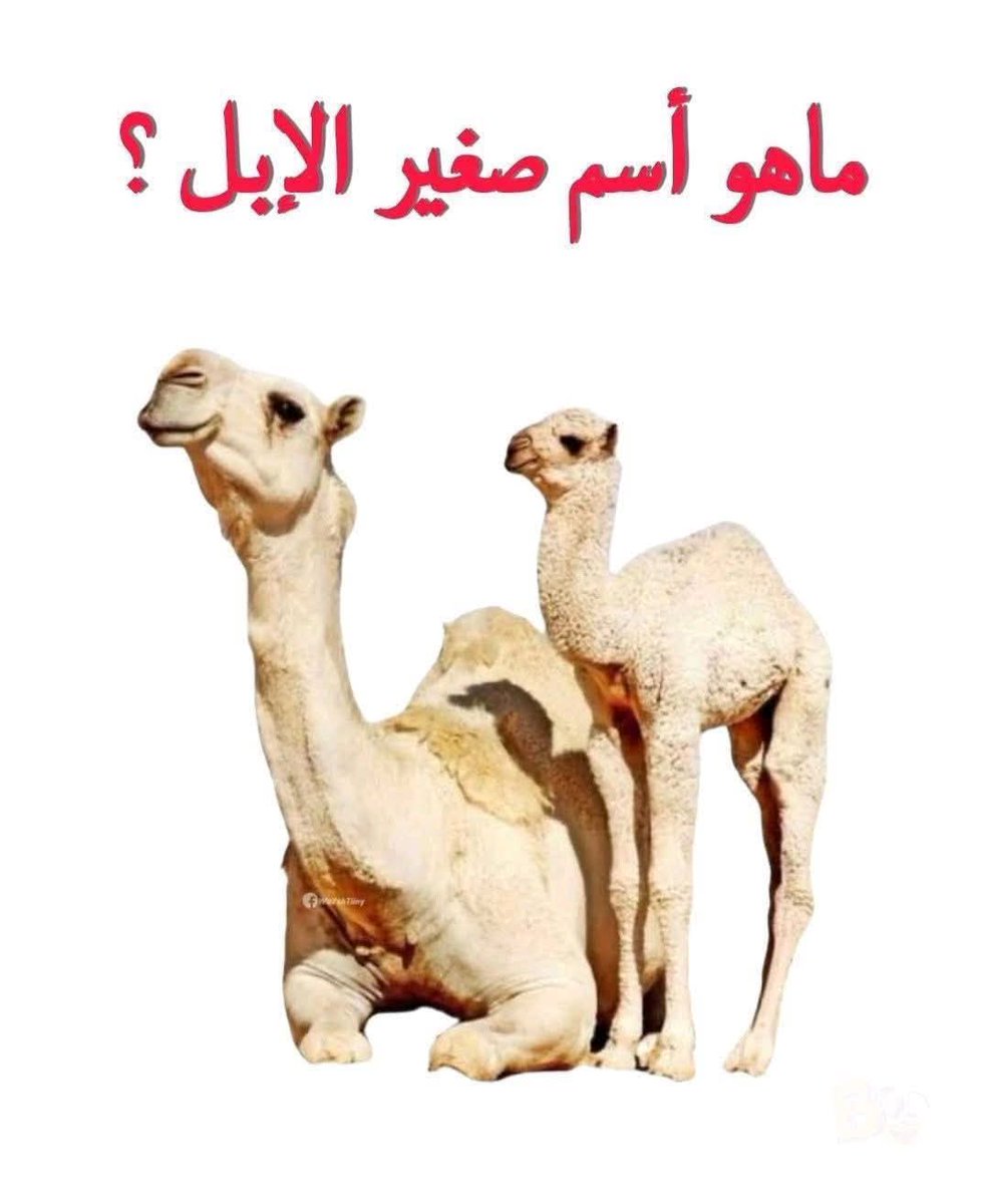 انطلقوا مع دعم الملوك
 تريد متابعين #ريتويت وتفاعل انشط الحسابات
<a href="/m_a_m_100/">حضرمي ياخي|🇾🇪</a> 
<a href="/mt12ho/">عالم الاهتمام</a> 
<a href="/D_Hadeela/">د.هديل المشرقي</a> 
<a href="/mnalf115/">منال العتيبي</a> 
<a href="/abu_TT77/">Billy</a> 
<a href="/MahdiAlqubl/">AbuAbdulrahman💙💙💙ابوعبدالرحمن</a> 
<a href="/AliSaleh142440/">Ali Saleh</a> 
<a href="/Al_bokari11/">بندر البكاري</a> 
<a href="/tv7744/">مراقب المشهد</a> 
<a href="/q_ss200/">اسير البحر</a> 
<a href="/zoobioo/">بوح الخواطر</a> 
<a href="/i5l3k/">محمد</a> 
<a href="/S_a_m_i_2025/">سامي الخليفي</a> 
<a href="/wwaq1291wwaa/">Abu dars</a> 
<a href="/abuabdu1571423/">abu abdu</a> 
<a href="/HaroonSayied/">Haroon Abdo</a>