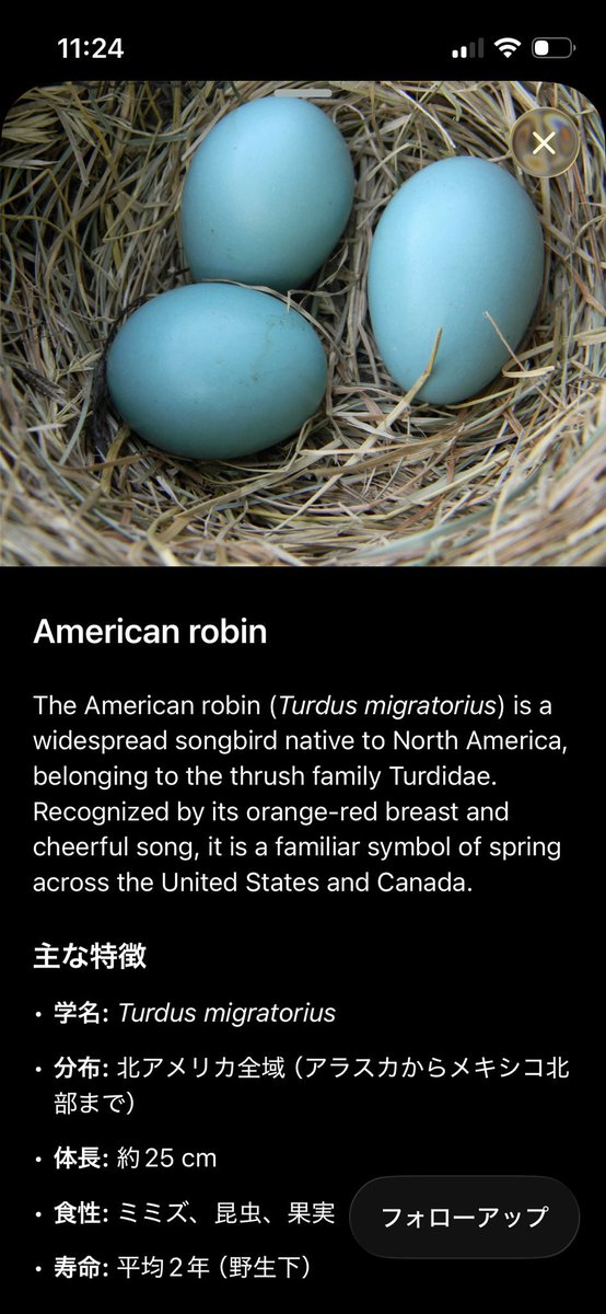 _boiled_fish_'s tweet photo. 今の時期はAmerican Robinっていう鳥がよくいる　とっても可愛い
卵は綺麗なブルーらしいので見てみたいな… https://t.co/FctxwYjW23