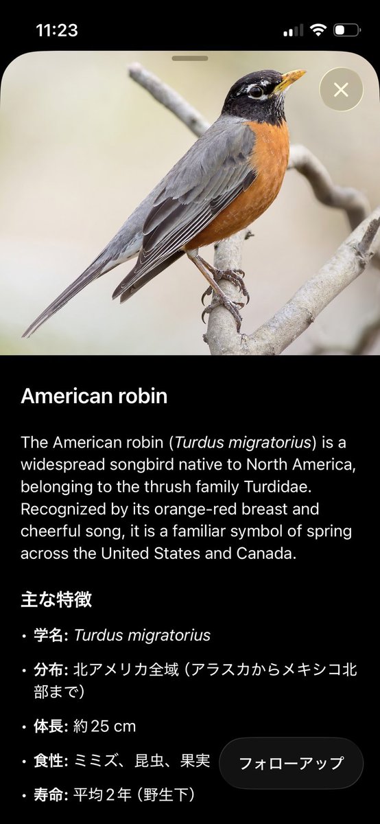 _boiled_fish_'s tweet photo. 今の時期はAmerican Robinっていう鳥がよくいる　とっても可愛い
卵は綺麗なブルーらしいので見てみたいな… https://t.co/FctxwYjW23