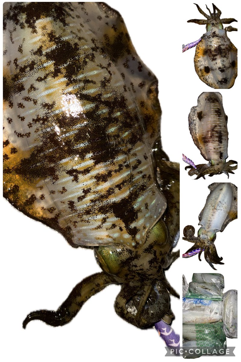 手稲の蒼い流星 tweet media