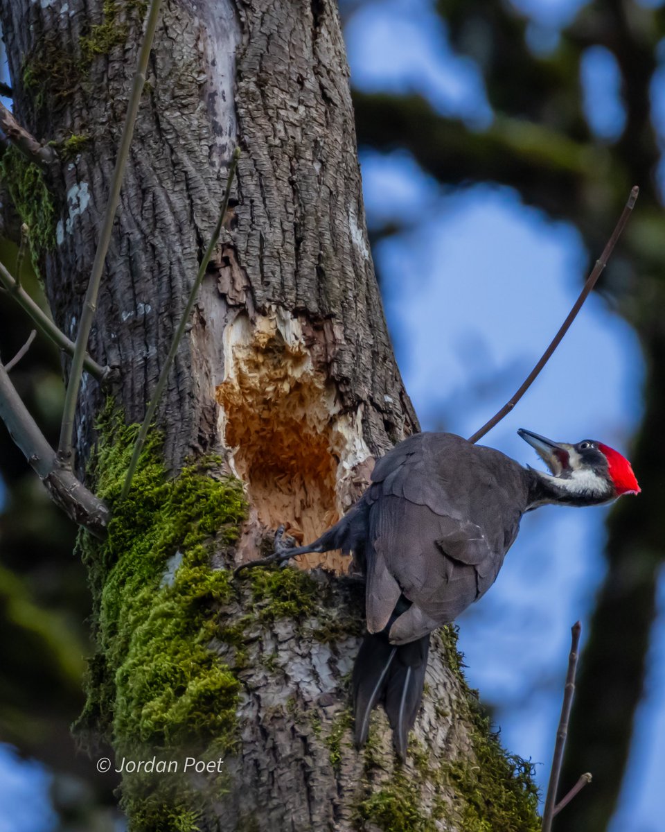 SceneKidSanta 𓅣𓅃 tweet media