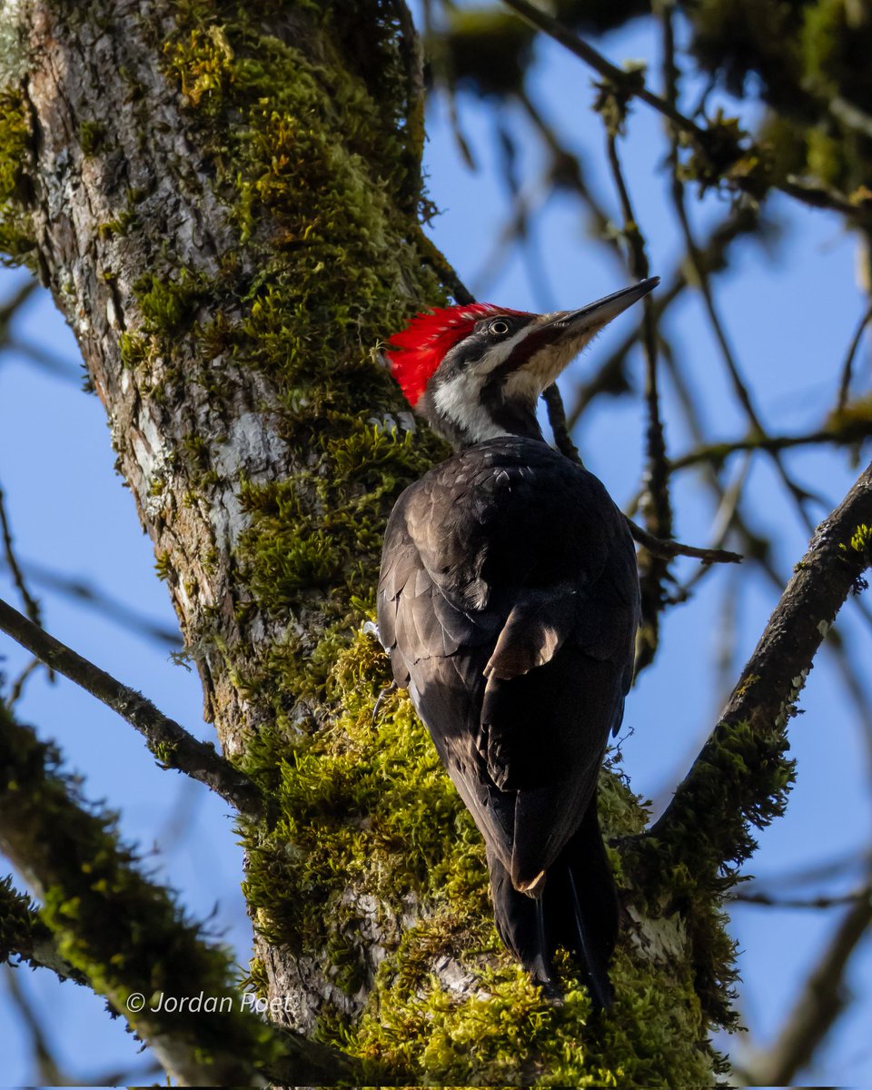 SceneKidSanta 𓅣𓅃 tweet media