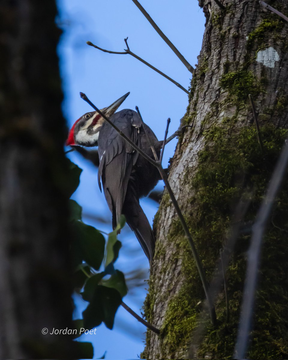 SceneKidSanta 𓅣𓅃 tweet media