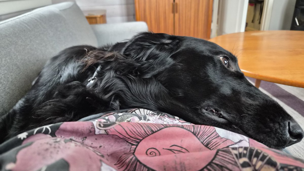 Audhildt's tweet photo. There's a special feeling when being loved by someone else's dog https://t.co/Z9q4aHdmay