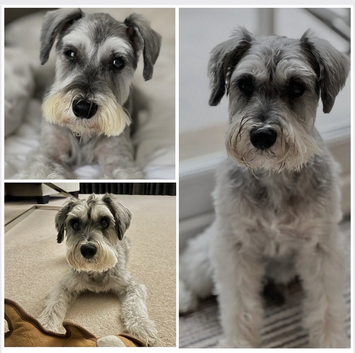 Arthur Schnauzer tweet media