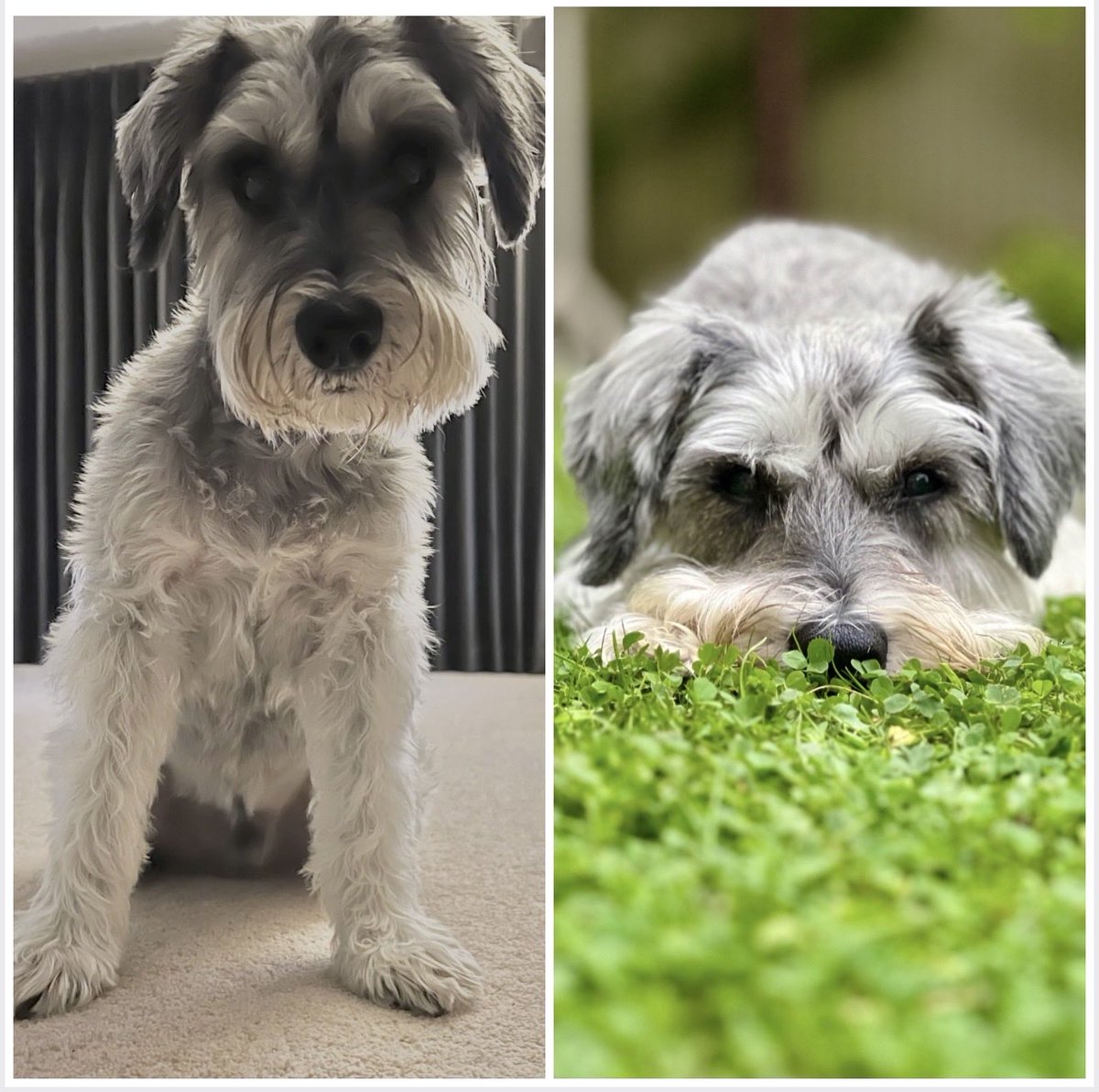 Arthur Schnauzer tweet media