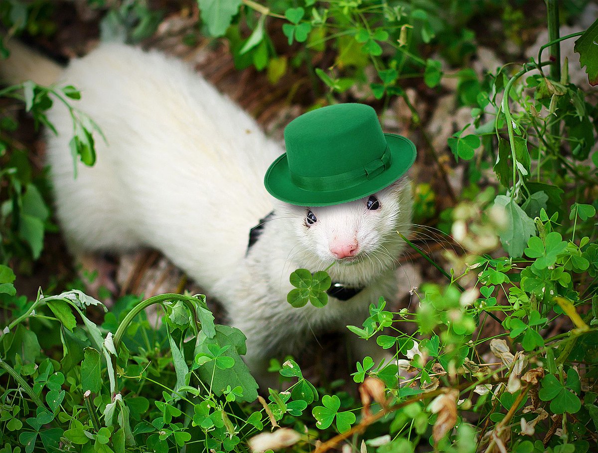 Ferret Every Hour (@ferretperhour) on Twitter photo 