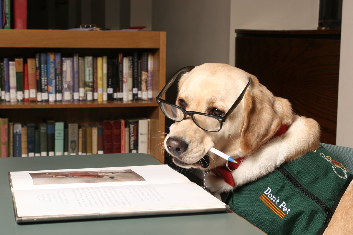 ECAD Service Dogs tweet media