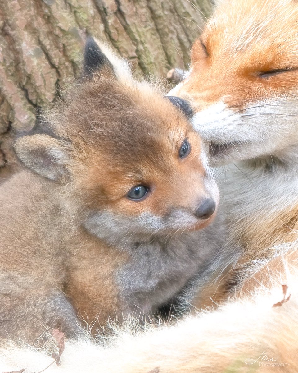 まりこ_ photography@ほっかいどうのそらのした tweet media