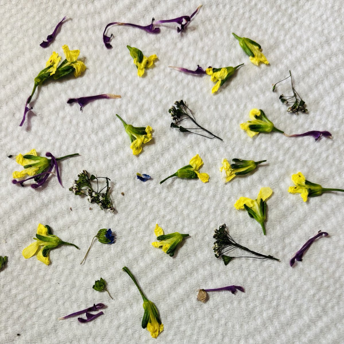cottunnn's tweet photo. インスタで見たお花をレンジでチンするやつめっちゃいい🌸 https://t.co/3setmfoMUF