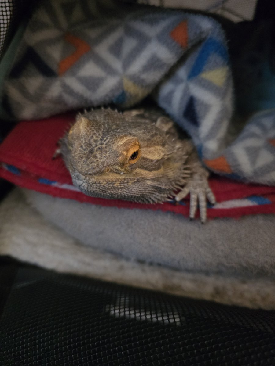 Wowwi Gwace 🦋🦋 tweet media