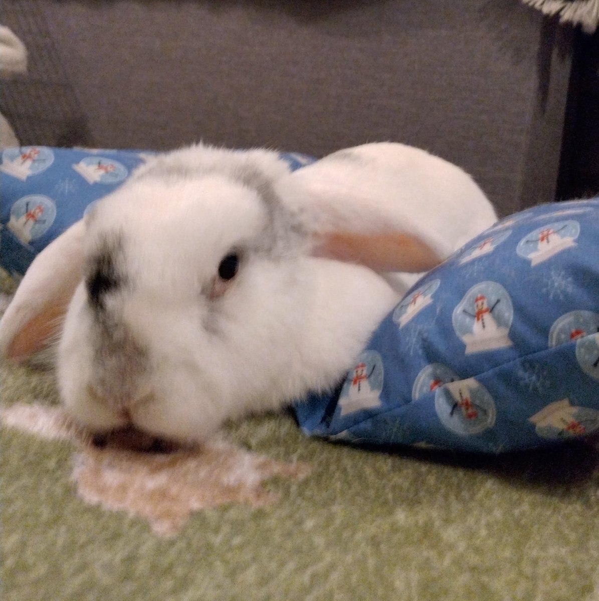 Captain Albert tweet media