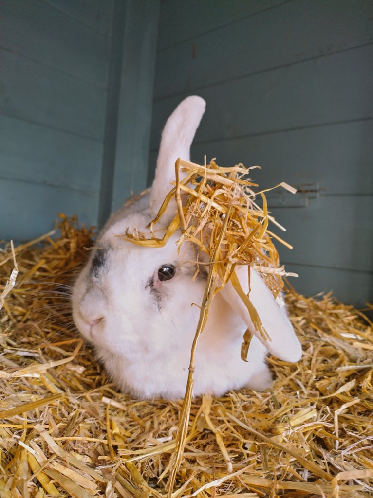 Captain Albert tweet media