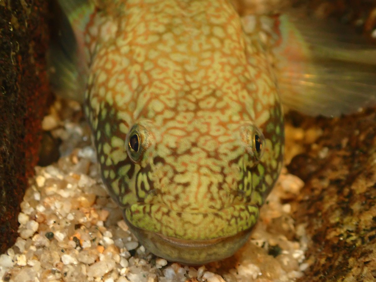 一応寝ている。