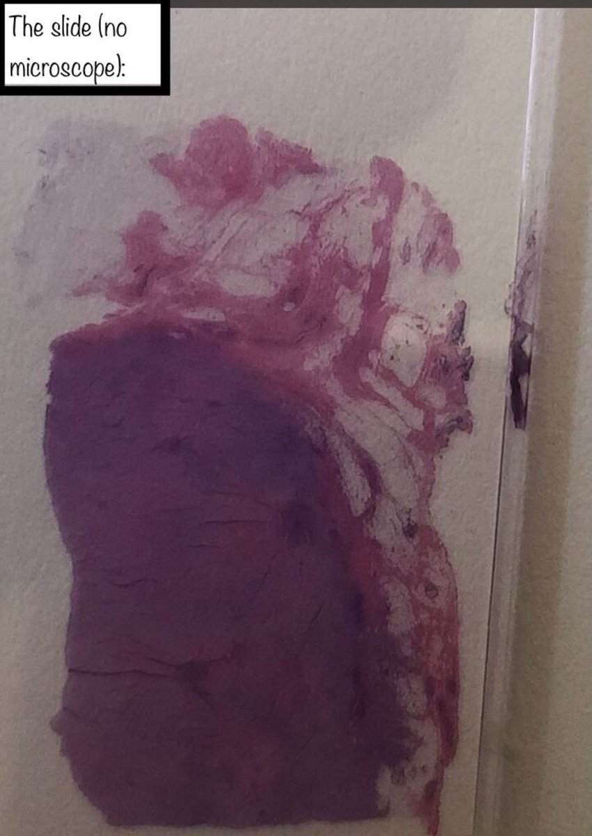 Brown Pathology and Laboratory Medicine tweet media