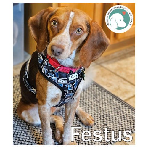 MidWest Beagle Rescue, Education and Welfare, Inc. tweet media