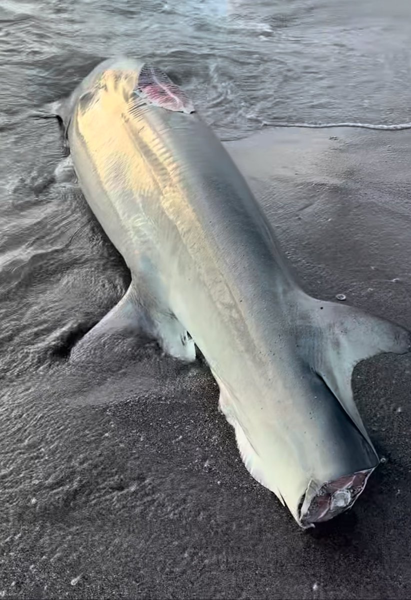 spencer 🦈 tweet media