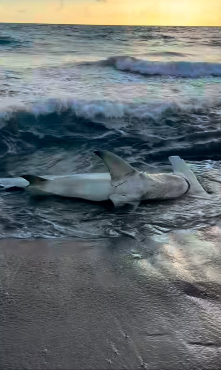 spencer 🦈 tweet media