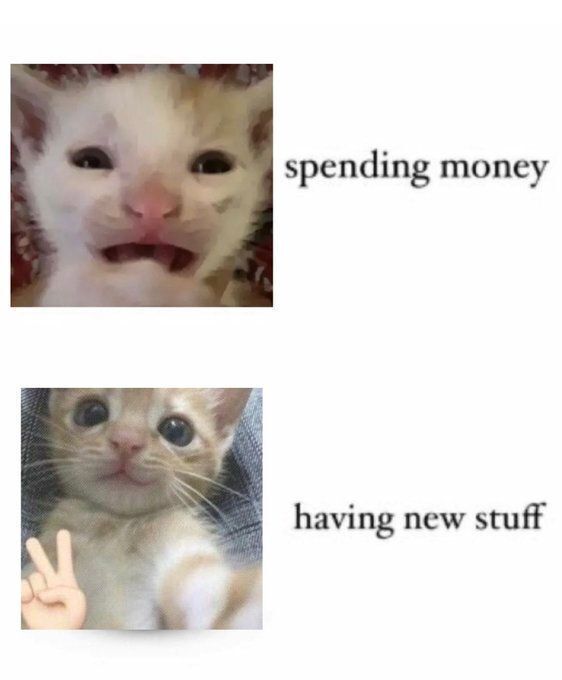 Tweets Of Cats (@tweetsofcats) on Twitter photo 