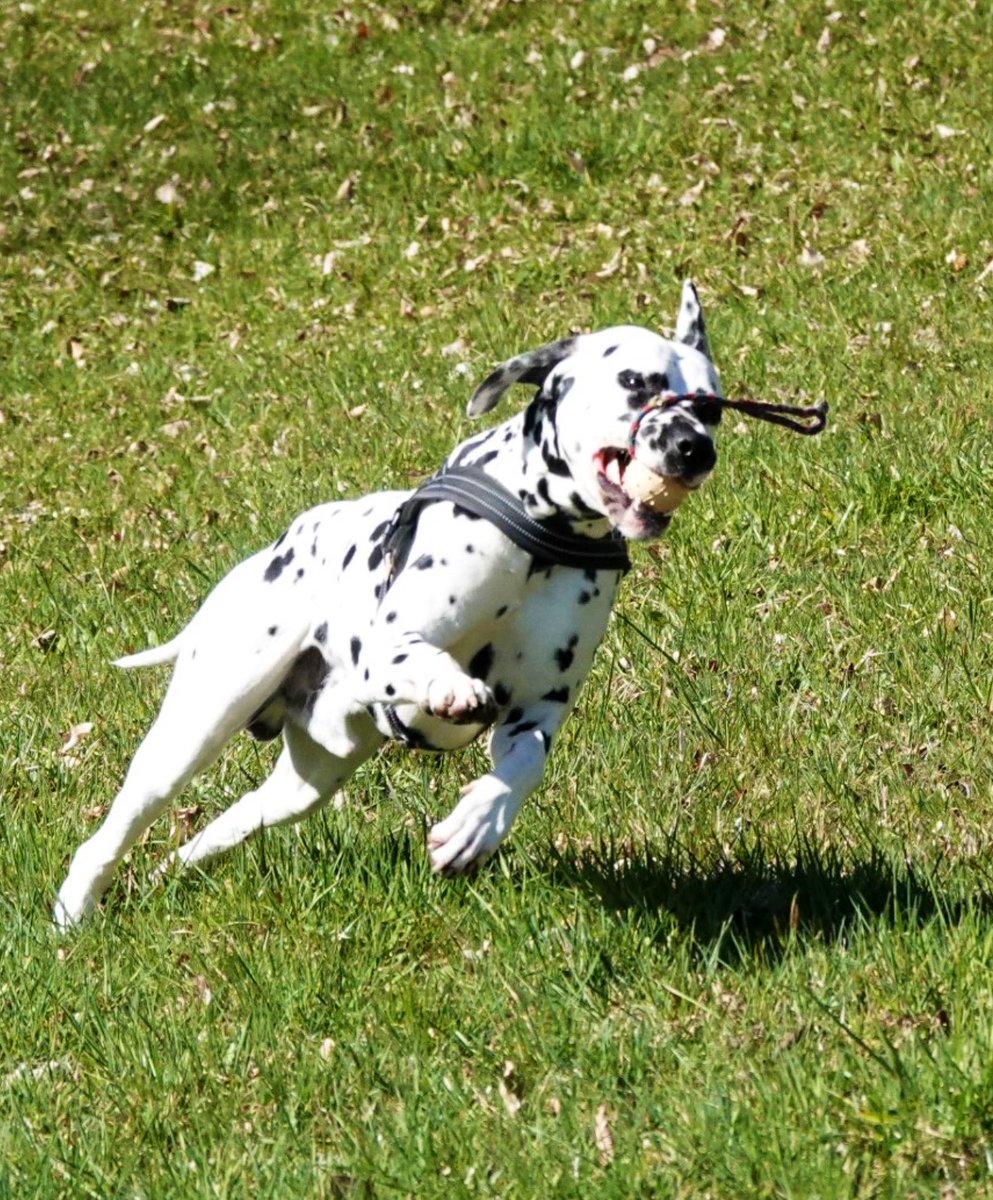 Freigeist🌟 tweet media